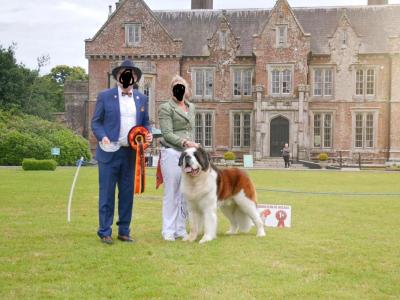 Champion Bloodlines IKC Registered Long Coat St. Bernard puppies in Limerick 🐾🏆
