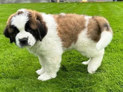 Champion Bloodlines IKC Registered Long Coat St. Bernard puppies in Limerick 🐾🏆