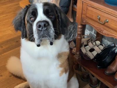 Champion Bloodlines IKC Registered Long Coat St. Bernard puppies in Limerick 🐾🏆