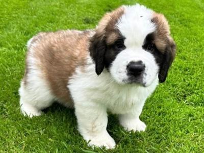 Champion Bloodlines IKC Registered Long Coat St. Bernard puppies in Limerick 🐾🏆
