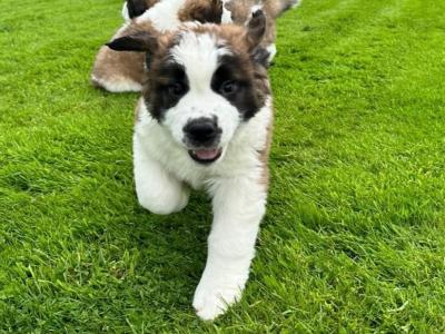 Champion Bloodlines IKC Registered Long Coat St. Bernard puppies in Limerick 🐾🏆