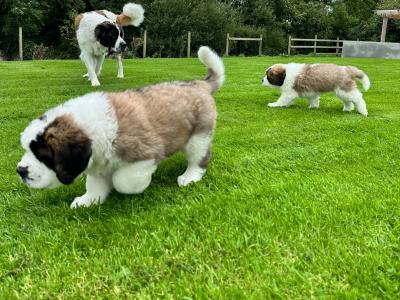 Champion Bloodlines IKC Registered Long Coat St. Bernard puppies in Limerick 🐾🏆