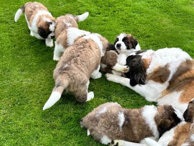 Champion Bloodlines IKC Registered Long Coat St. Bernard puppies in Limerick 🐾🏆