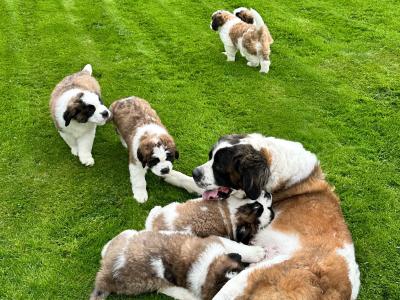Champion Bloodlines IKC Registered Long Coat St. Bernard puppies in Limerick 🐾🏆