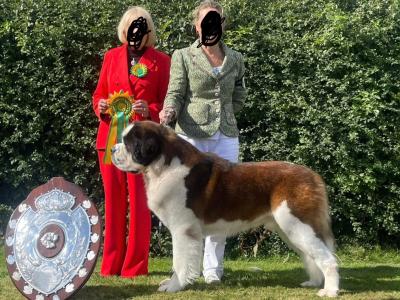 Champion Bloodlines IKC Registered Long Coat St. Bernard puppies in Limerick 🐾🏆