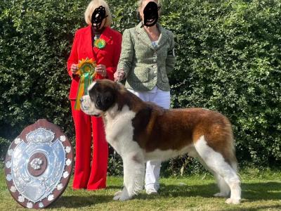 Champion Bloodlines IKC Registered Long Coat St. Bernard puppies in Limerick 🐾🏆