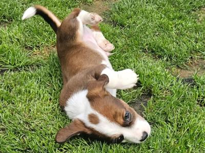 Jack Russell puppies in Waterford-last little boy left!