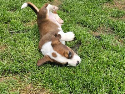 Jack Russell puppies in Waterford-last little boy left!