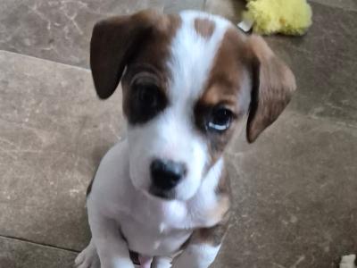 Jack Russell puppies in Waterford-last little boy left!