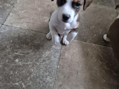 Jack Russell puppies in Waterford-last little boy left!