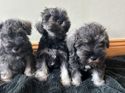 Miniature Schnauzer puppies in Wexford