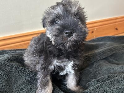 Miniature Schnauzer puppies in Wexford