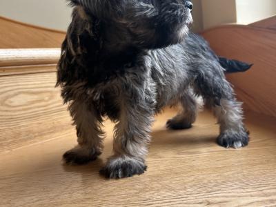 Miniature Schnauzer puppies in Wexford