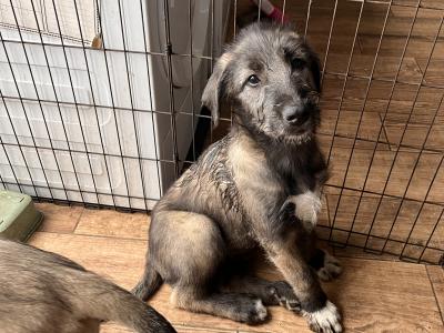 **IKC Registered (pending)** Irish Wolfhound puppies in Kildare