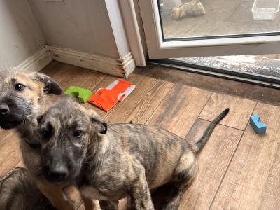 **IKC Registered (pending)** Irish Wolfhound puppies in Kildare