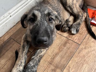 **IKC Registered (pending)** Irish Wolfhound puppies in Kildare