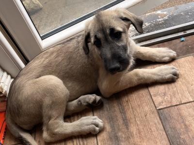 **IKC Registered (pending)** Irish Wolfhound puppies in Kildare