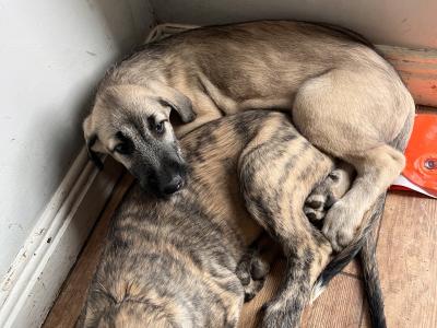 **IKC Registered (pending)** Irish Wolfhound puppies in Kildare