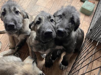 **IKC Registered (pending)** Irish Wolfhound puppies in Kildare