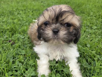 Tiny Shihpoo puppies (Shih Tzu x Poodle) in Wexford