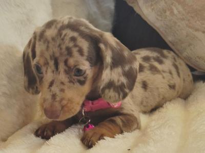 IKC Registered miniature Dachshund puppies in Kildare