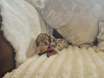 IKC Pending miniature Dachshund puppies in Kildare