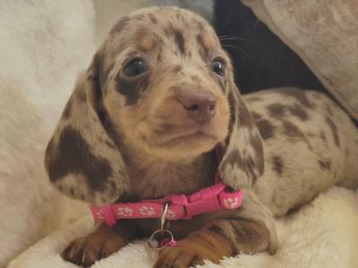 IKC Pending miniature Dachshund puppies in Kildare