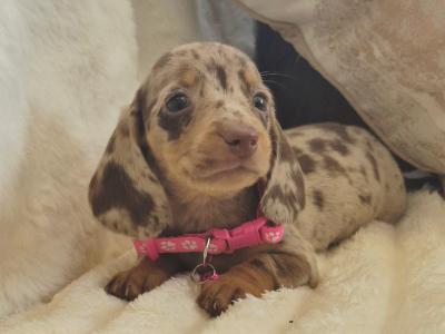 IKC Registered (pending) miniature Dachshund puppies in Kildare