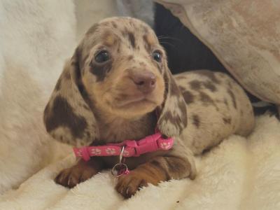 IKC Registered miniature Dachshund puppies in Kildare