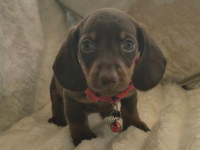 IKC Registered miniature Dachshund puppies in Kildare