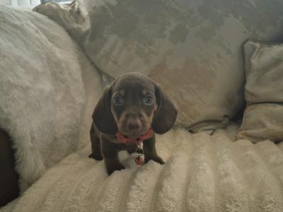 IKC Pending miniature Dachshund puppies in Kildare