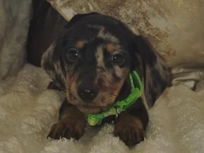 IKC Registered miniature Dachshund puppies in Kildare
