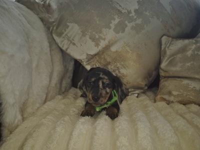 IKC Pending miniature Dachshund puppies in Kildare