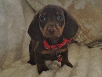IKC Registered miniature Dachshund puppies in Kildare