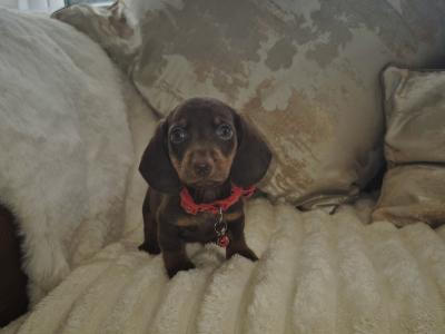 IKC Pending miniature Dachshund puppies in Kildare