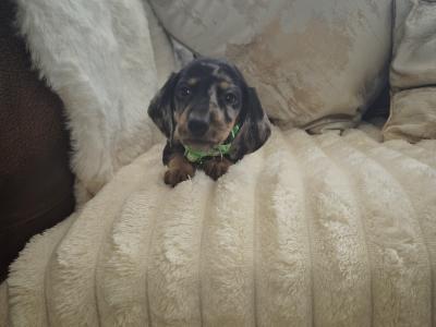 IKC Pending miniature Dachshund puppies in Kildare