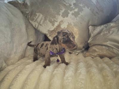 IKC Pending miniature Dachshund puppies in Kildare