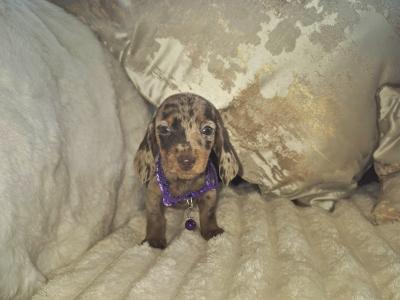 IKC Pending miniature Dachshund puppies in Kildare