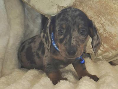 IKC Registered miniature Dachshund puppies in Kildare