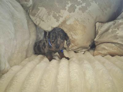 IKC Pending miniature Dachshund puppies in Kildare