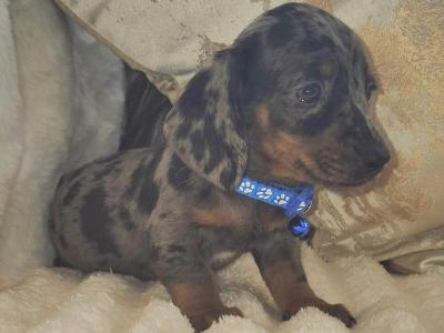 IKC Registered miniature Dachshund puppies in Kildare