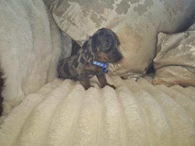 IKC Pending miniature Dachshund puppies in Kildare