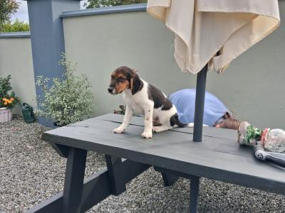 Teagle (Beagle x Parson Russell Terrier) pups for sale in Tipperary