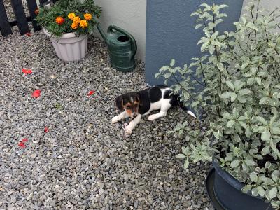 Teagle (Beagle x Parson Russell Terrier) pups for sale in Tipperary