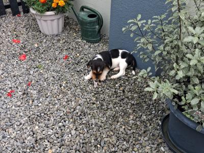 Teagle (Beagle x Parson Russell Terrier) pups for sale in Tipperary