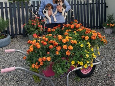 Teagle (Beagle x Parson Russell Terrier) pups for sale in Tipperary