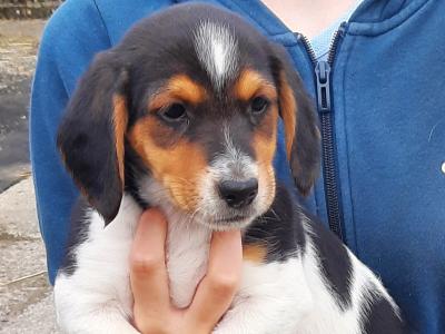 Teagle (Beagle x Parson Russell Terrier) pups for sale in Tipperary