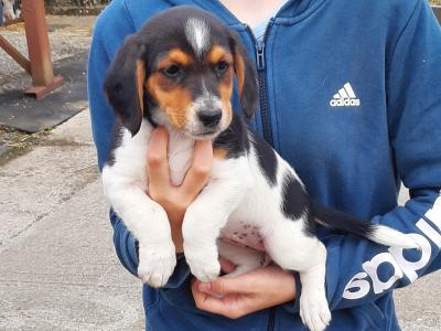 Teagle puppies (Parson Russell Terrier x Beagle) for sale in Tipperary