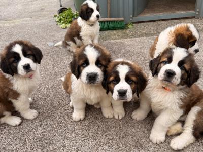 St Bernard puppies in Cavan