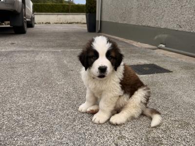 St Bernard puppies in Cavan